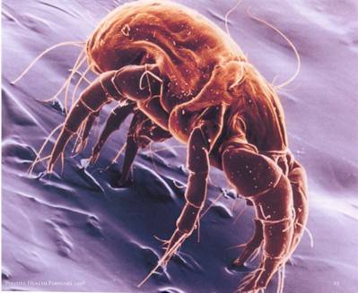 carpetcleaning that Kills and removes dust mite